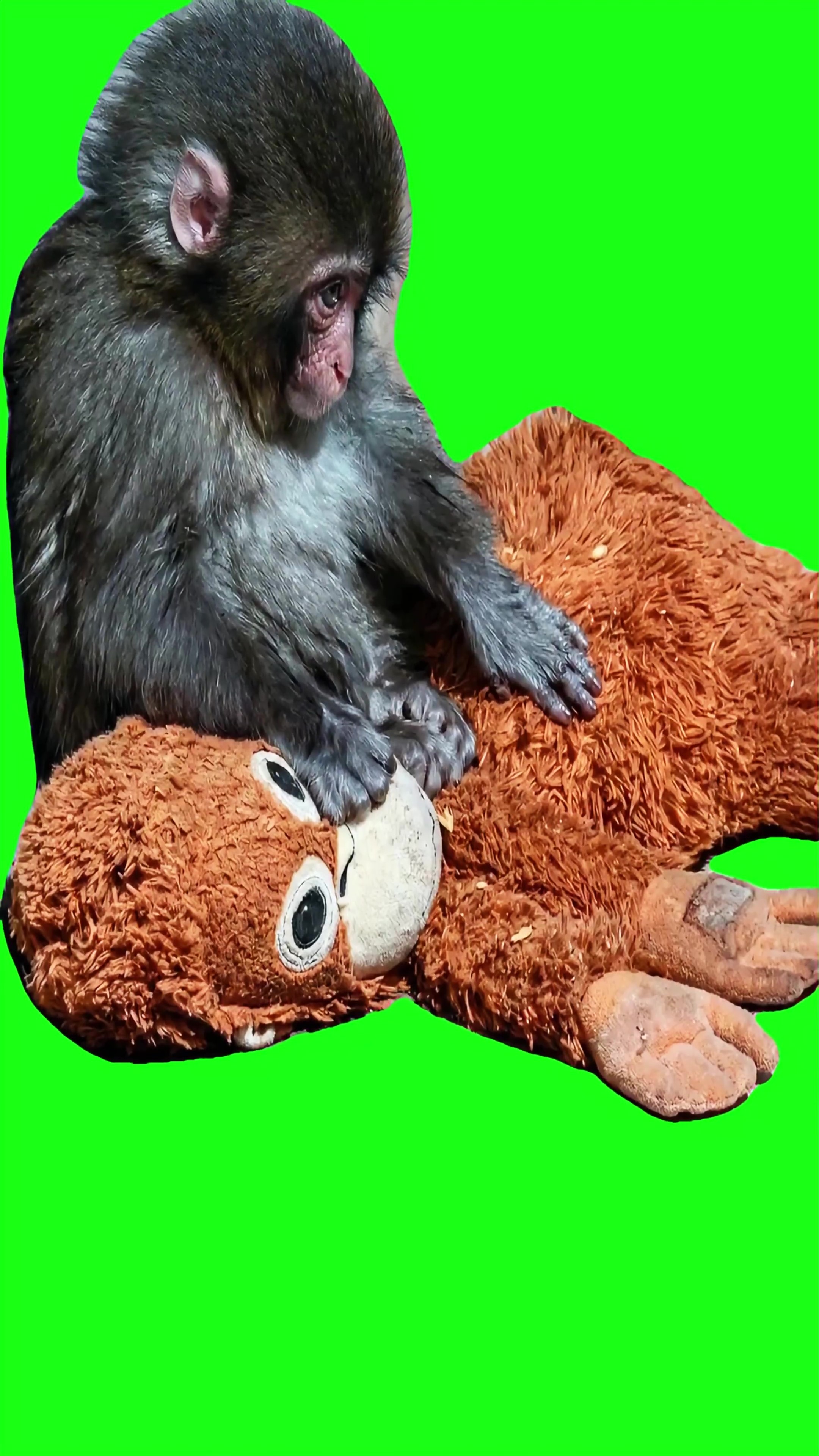 Sad monkey Meme Green Screen