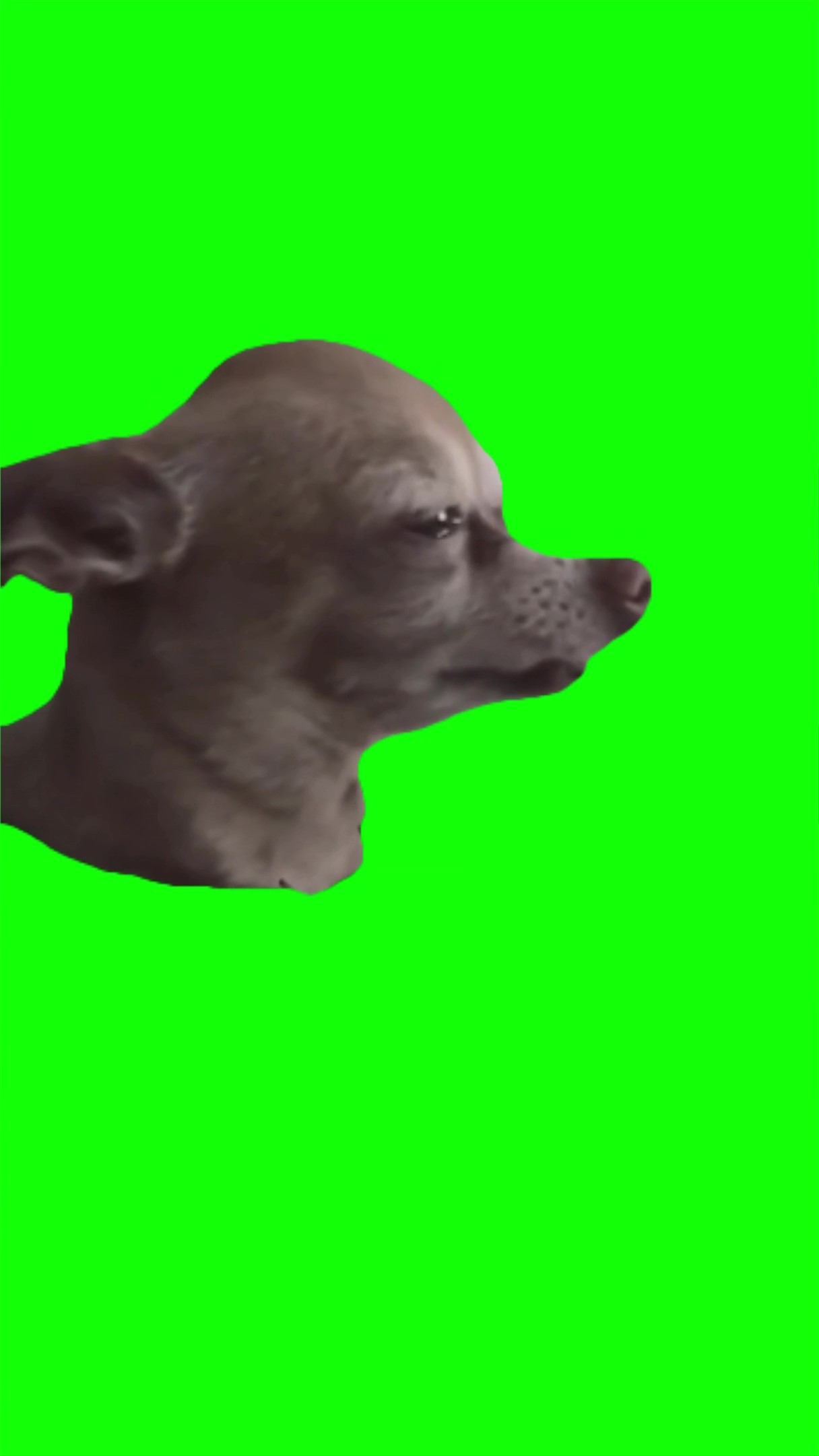 Sad puppy meme green screen