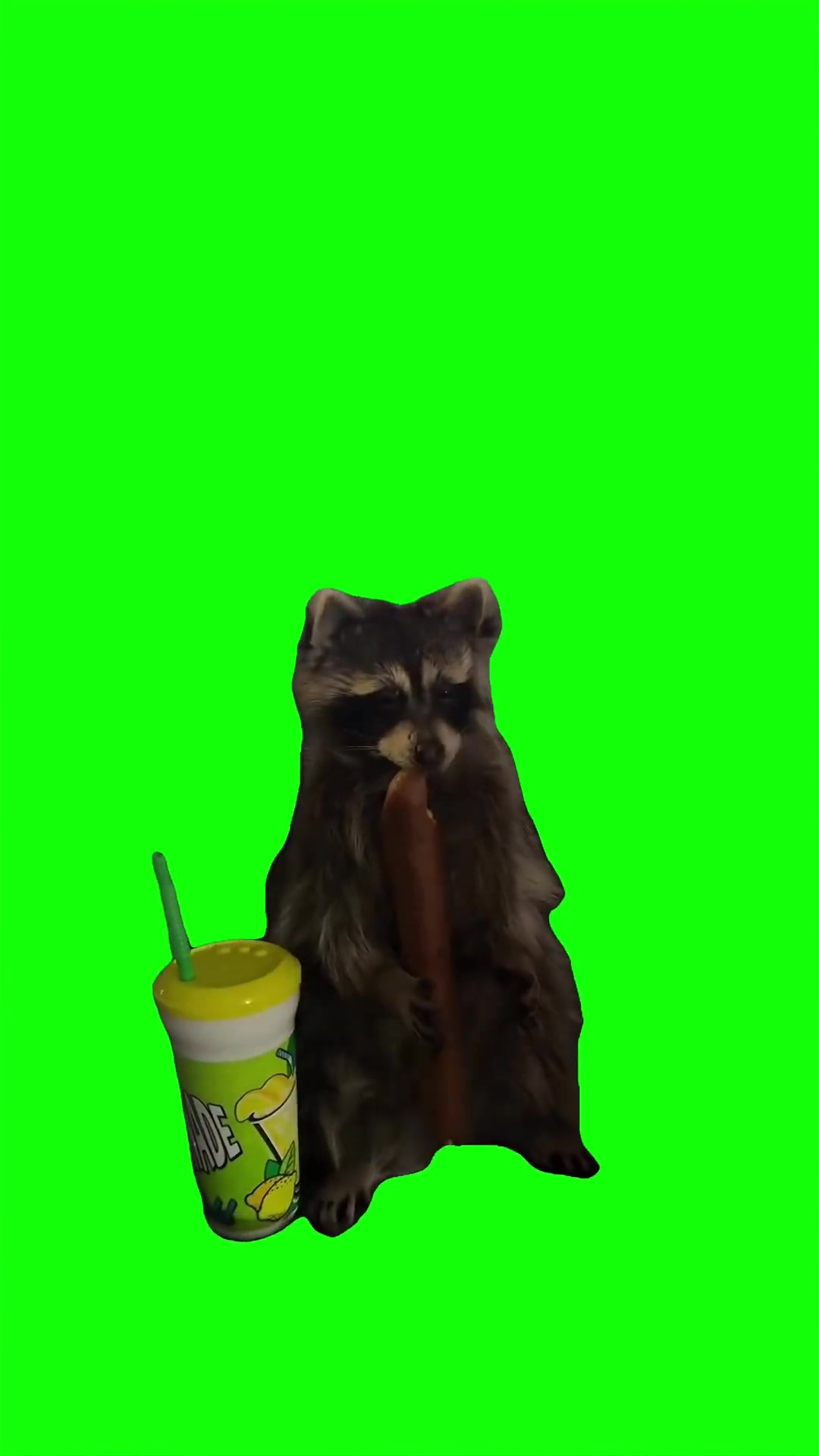 Sad racoon Green Screen Meme