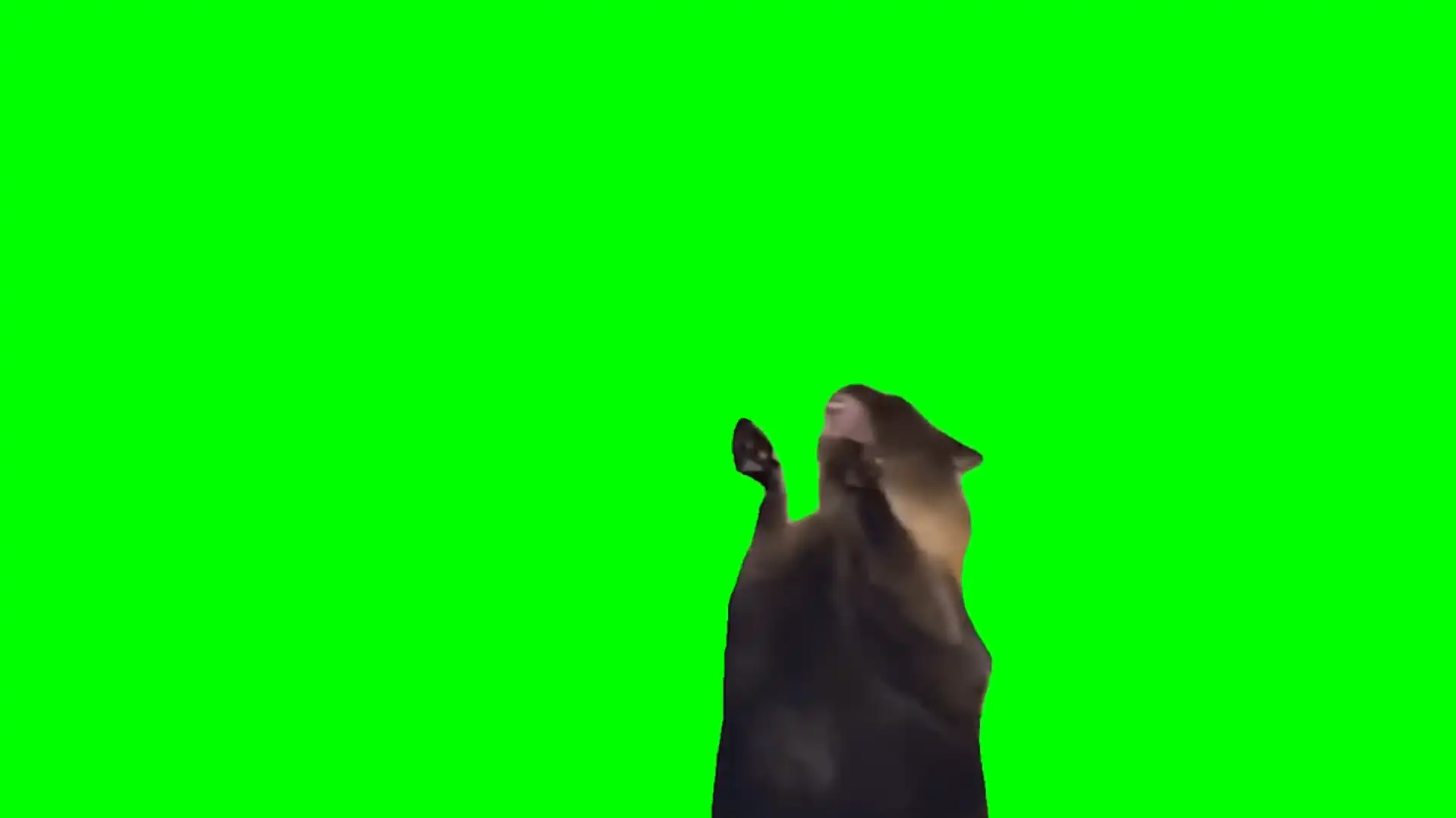 Screaming and scratching cat