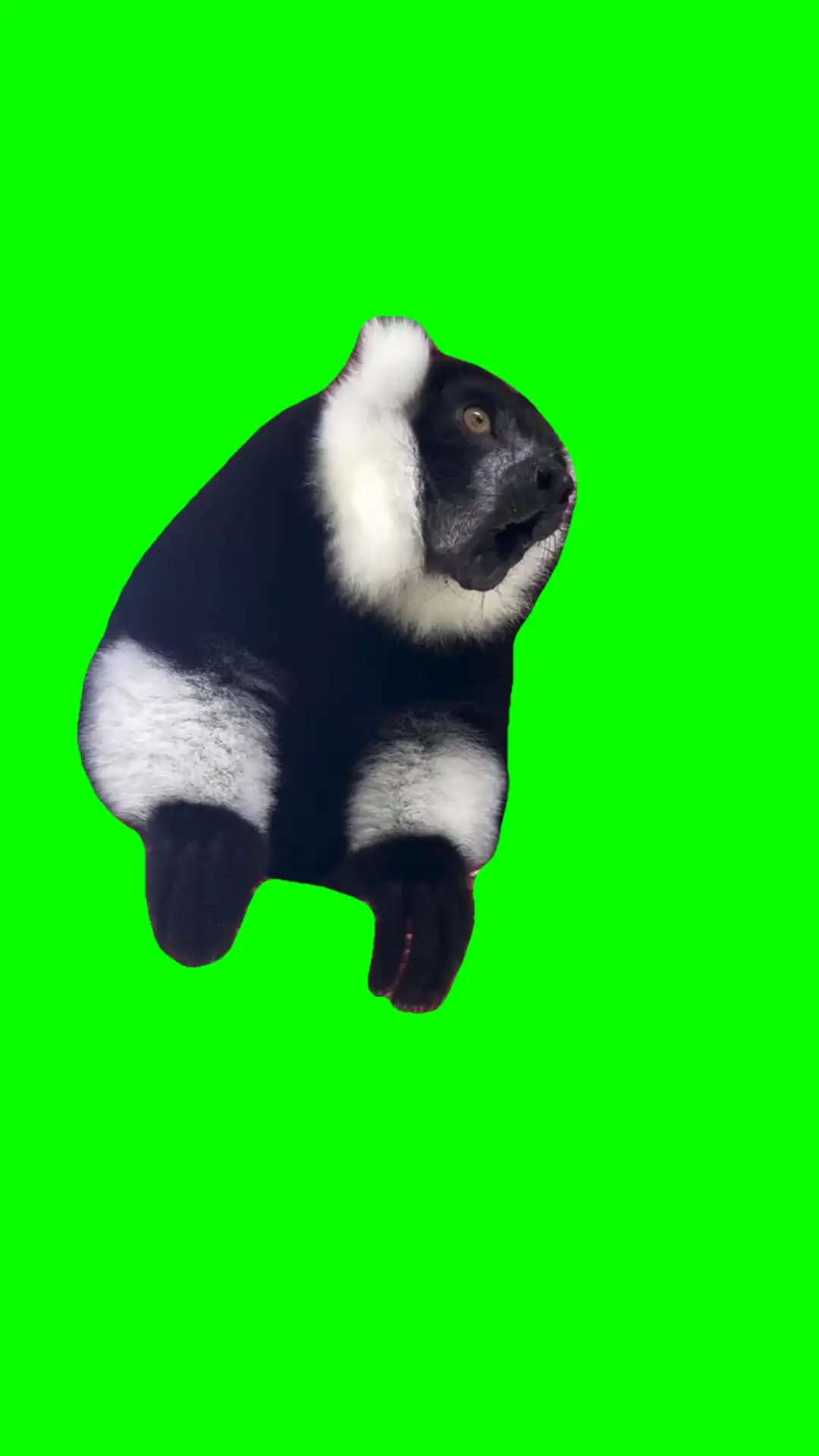 Screaming Animal Meme Green Screen
