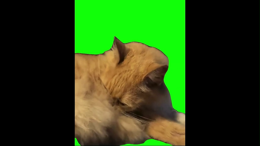 Screaming Cat Aaaaahhhh Green Screen Memes