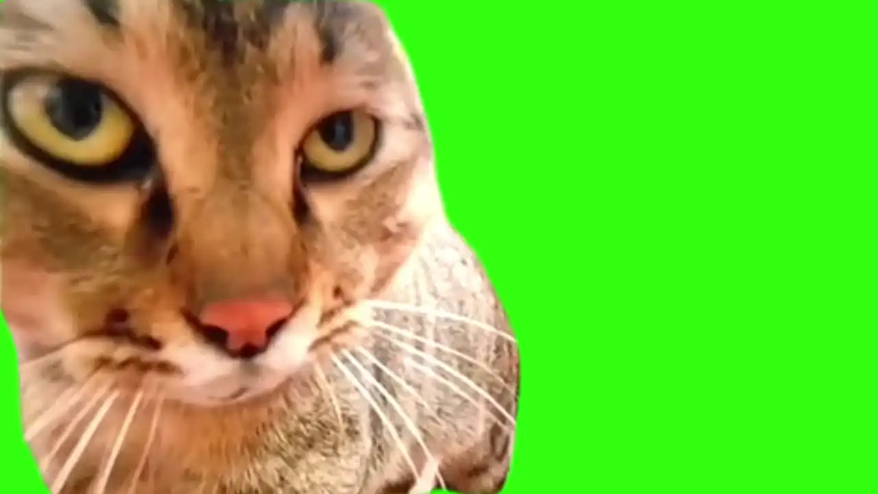 screaming cat upclose meme green screen