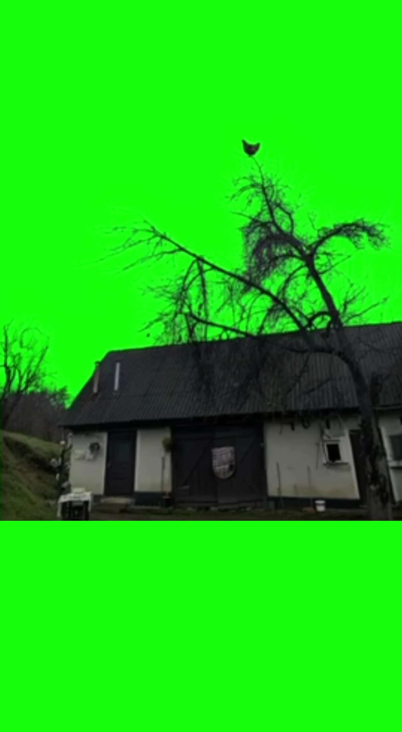 Screaming chicken Green Screen Meme