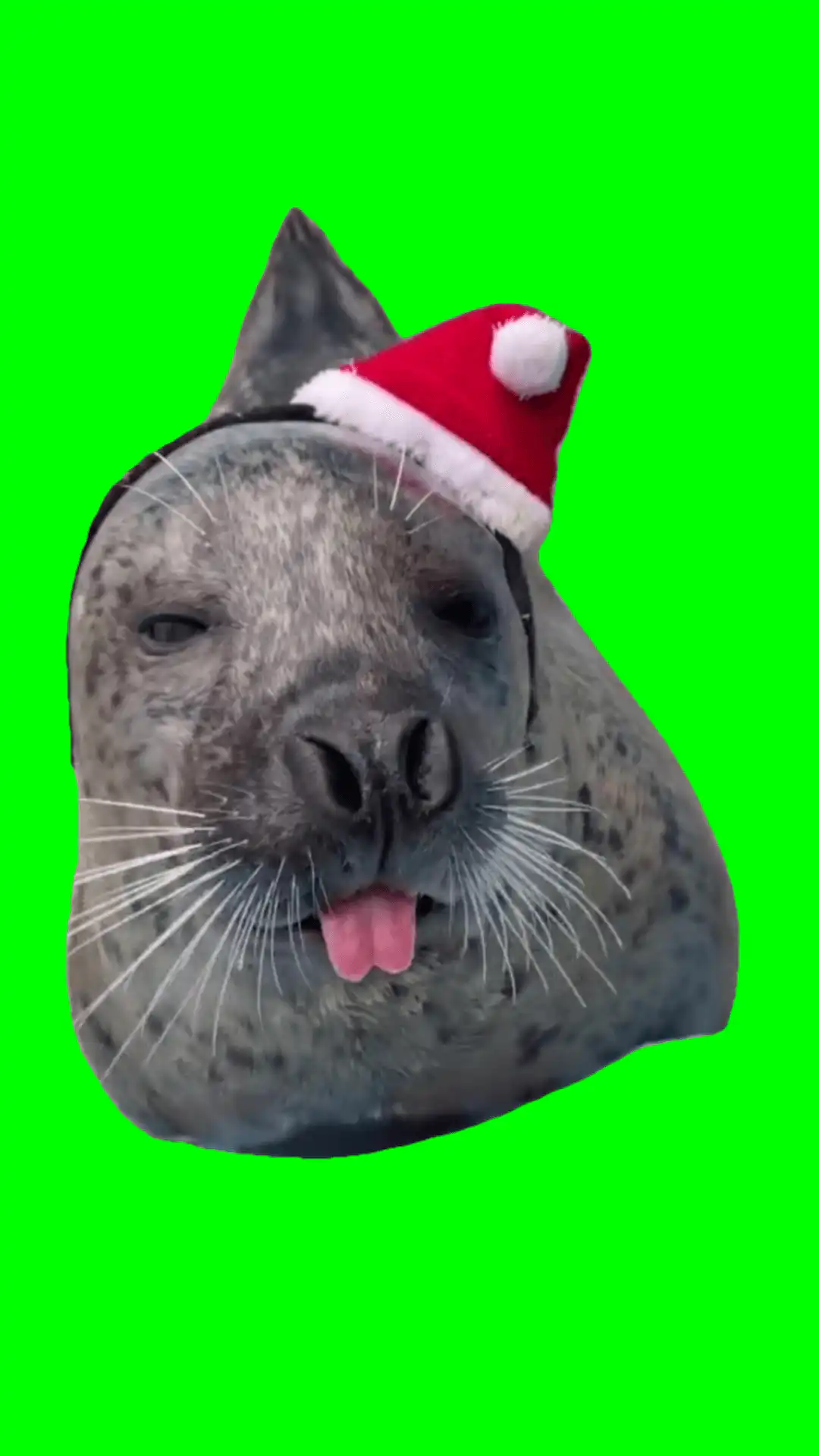 Seo lion shows tongue green screen