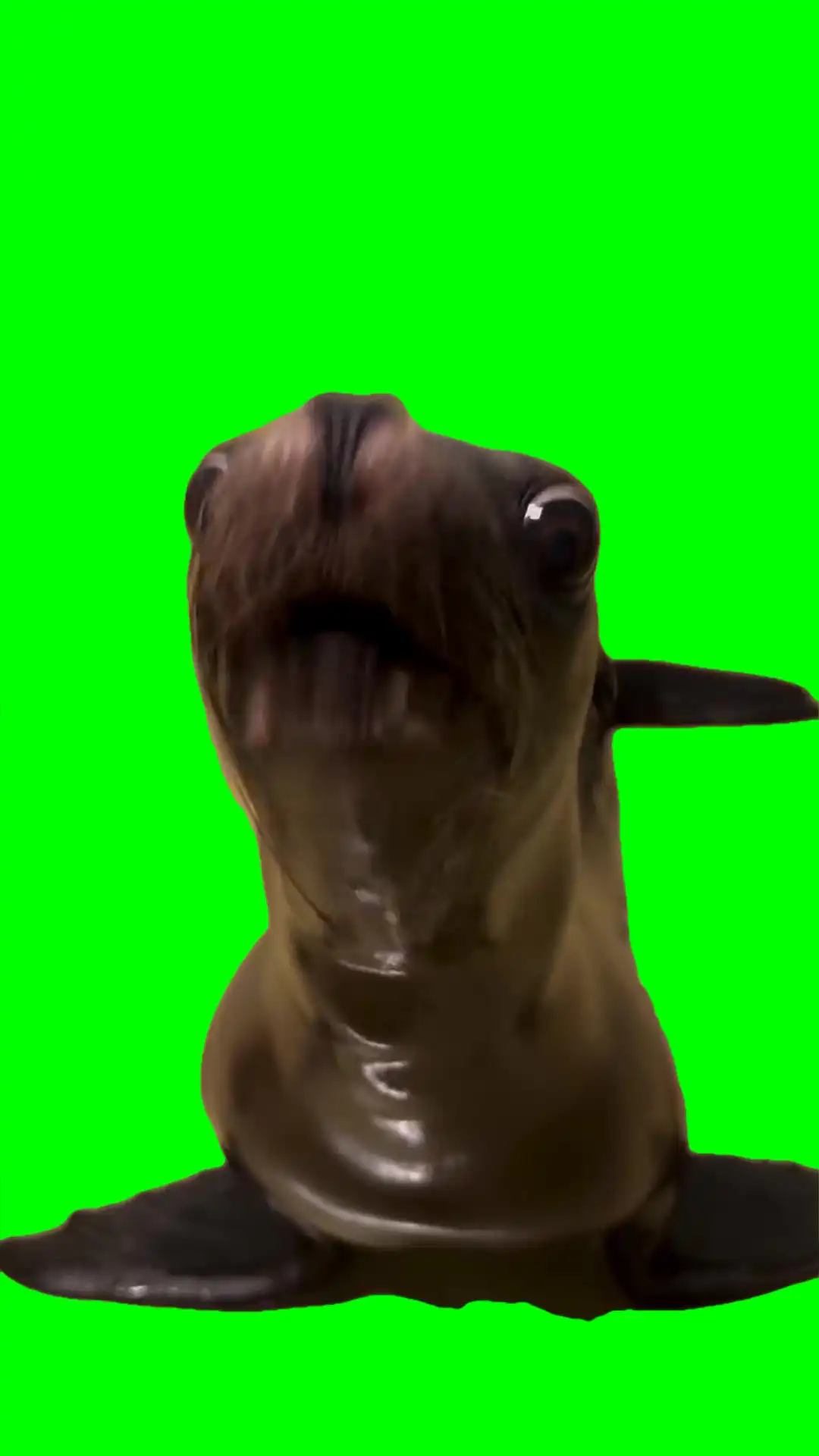 Seo lion talking Meme Green Screen