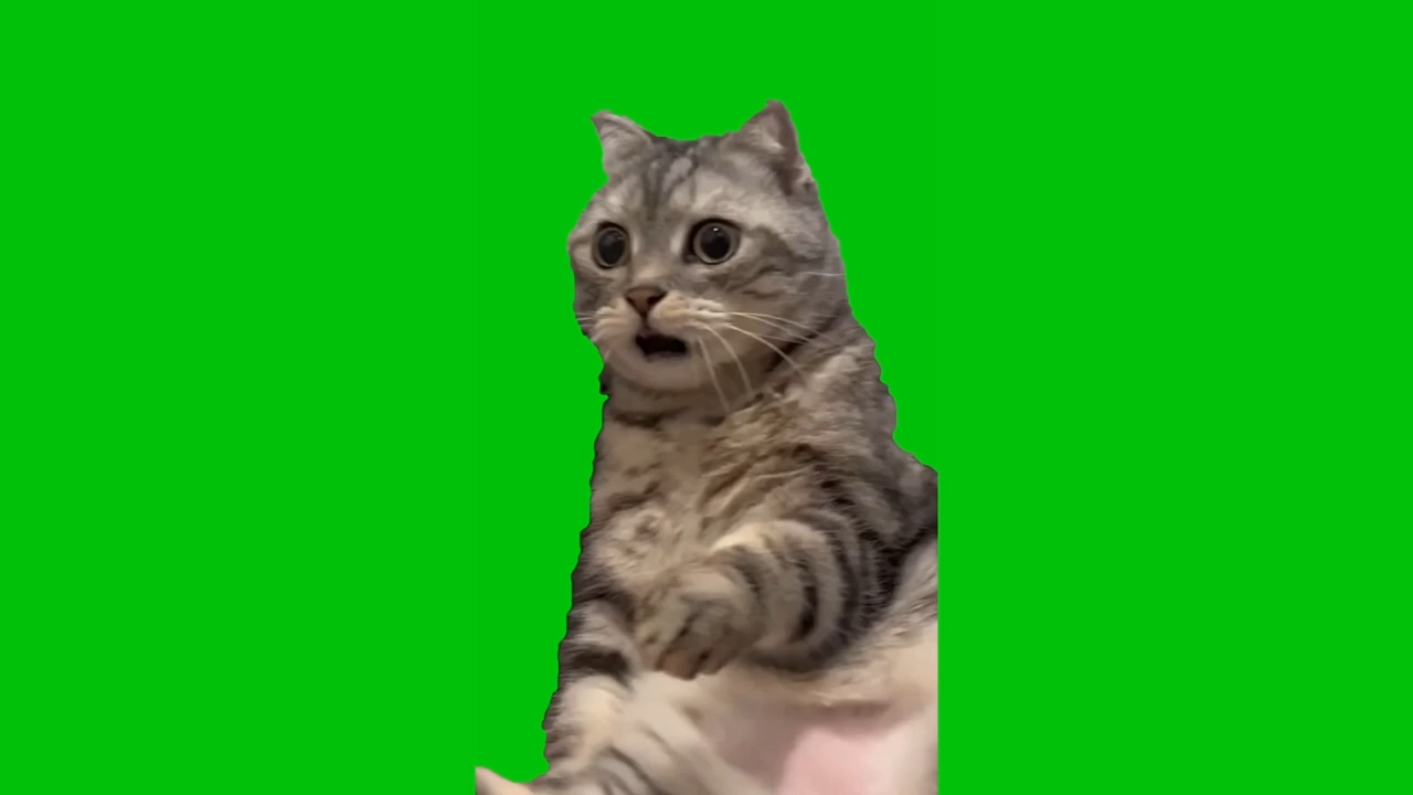 Shocked Cat Meme Green Screen Chroma Key Template Video