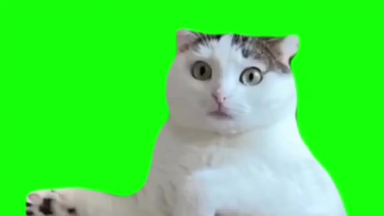 Shocked Cat Meme Green Screen