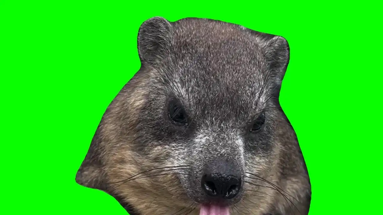 Showing tongue green screen