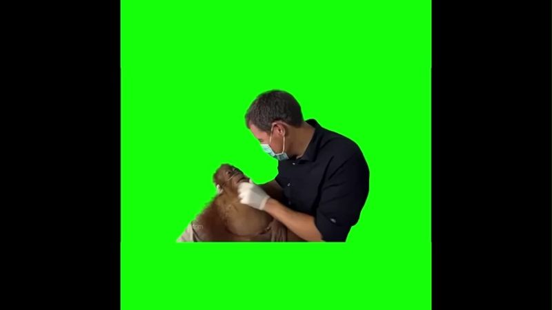 Sick Orangutan Monkey Green screen Meme Video