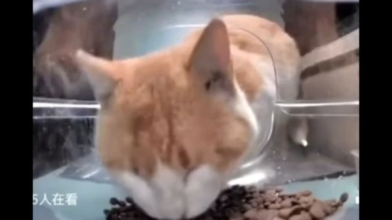 Side Eye Cat Meme Template