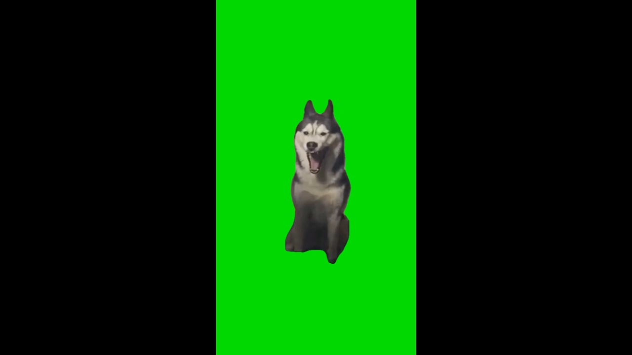 Singing Husky Green Screen Meme