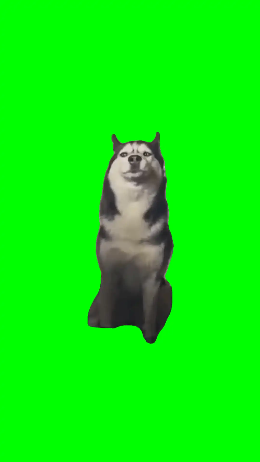 Singing Husky Meme Green Screen