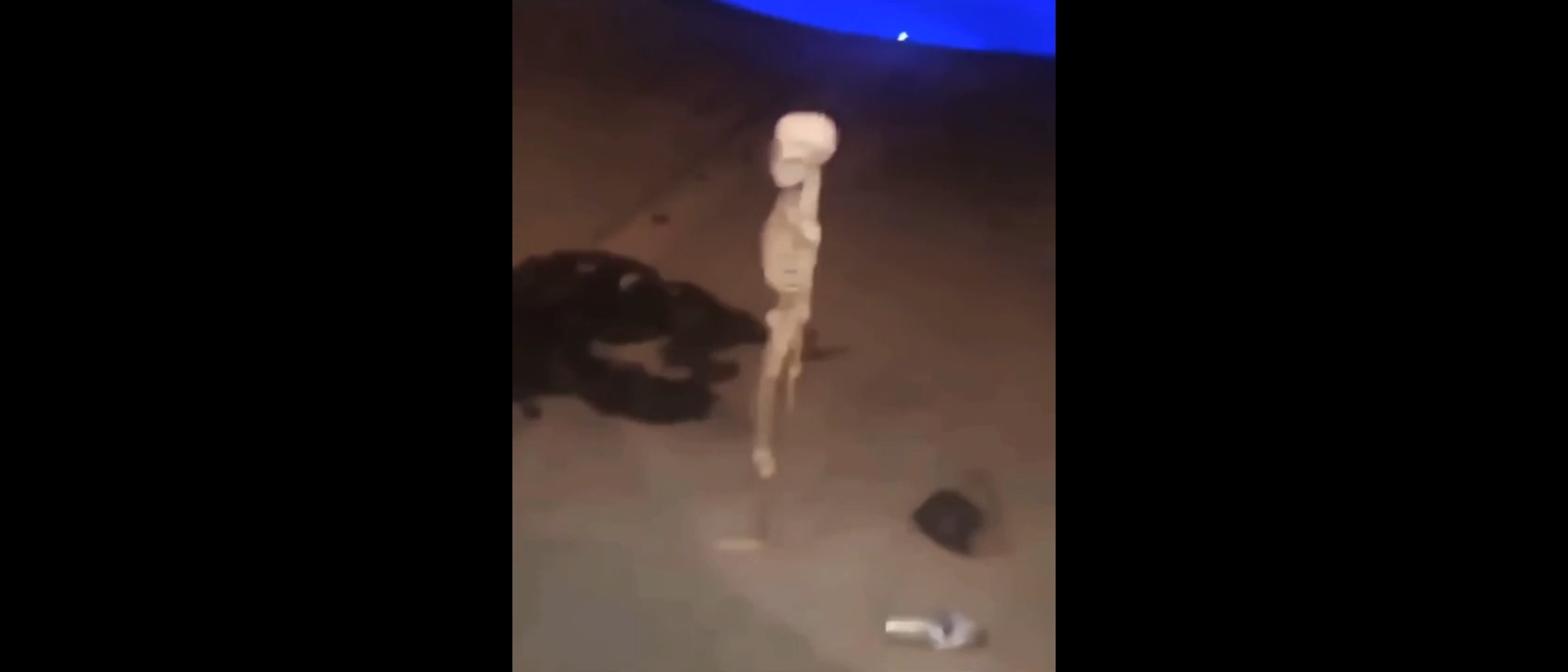 Skeleton Meme Template Video