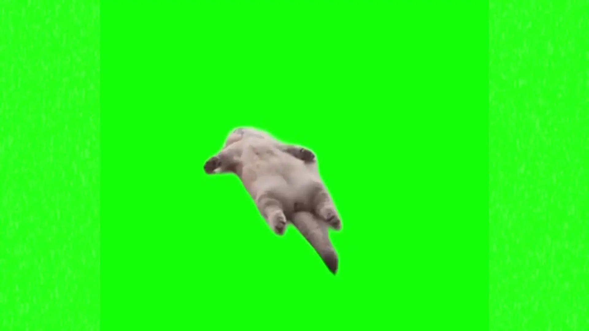 Sleeping cat meme green screen