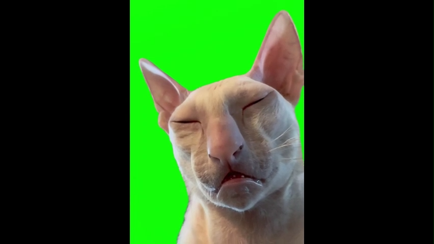 Sleepy Cat Green Screen Memes