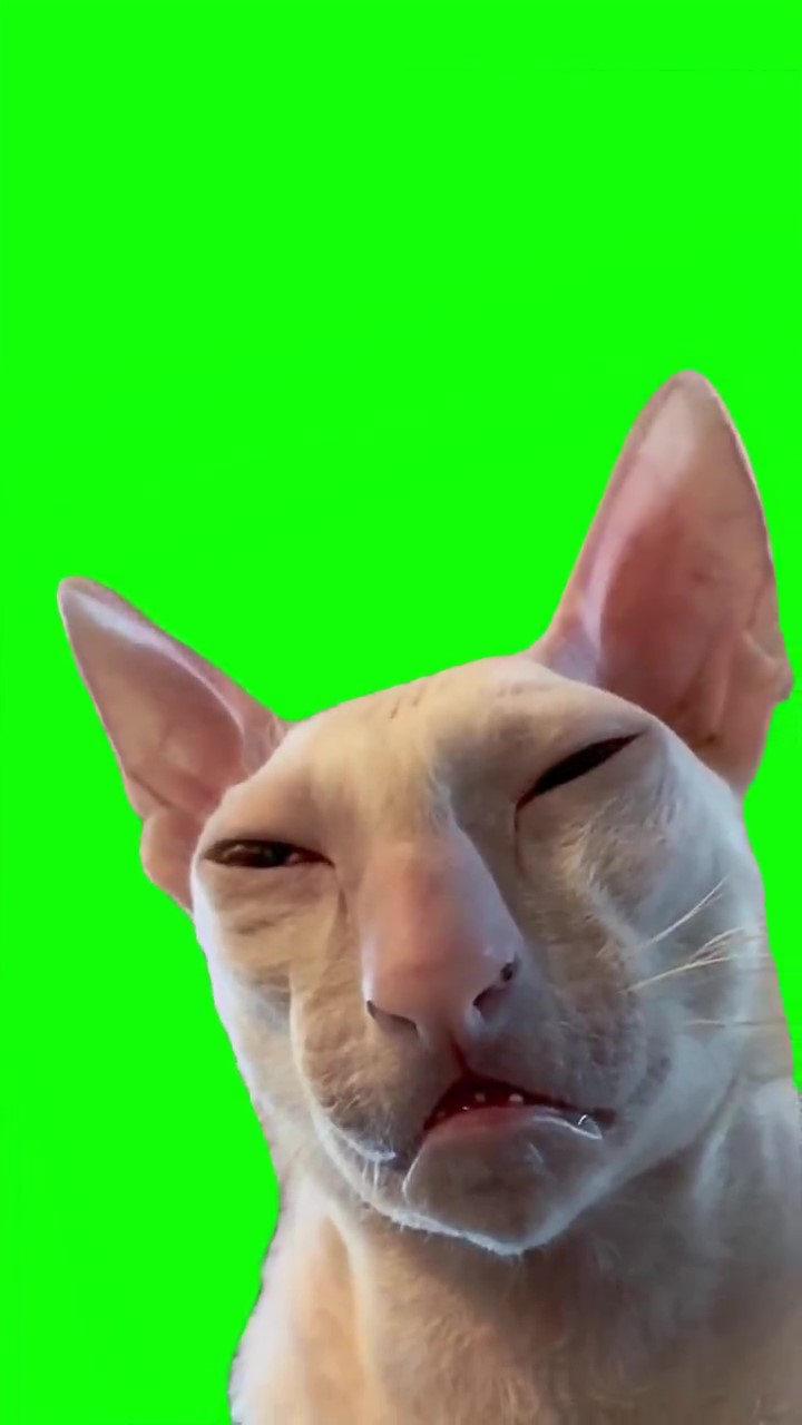 Sleepy cat meme Green Screen
