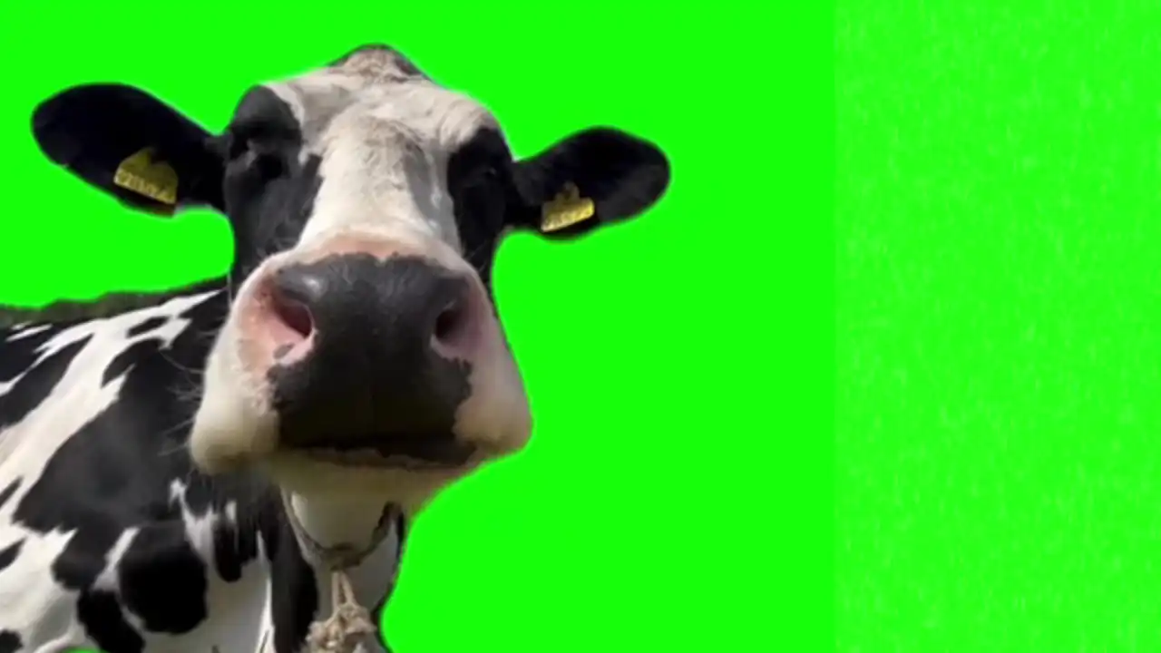 Smacking lips cow meme Green Screen
