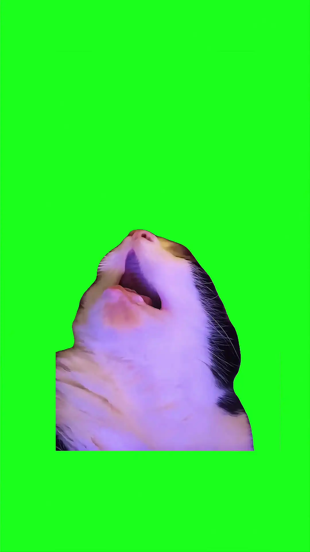 Snoring cat Green Screen Meme