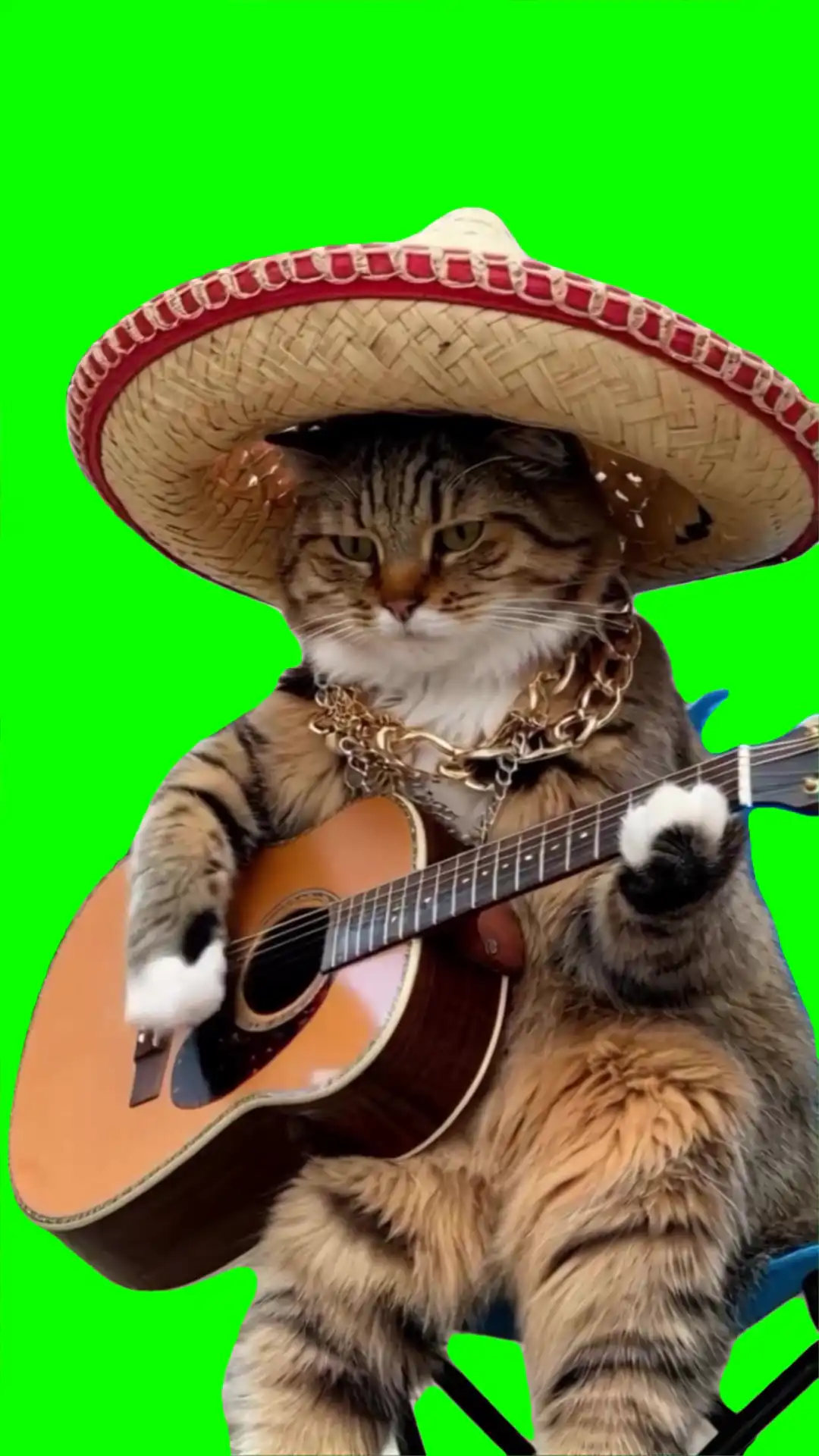 Sombrero Cat playing guitar green screen