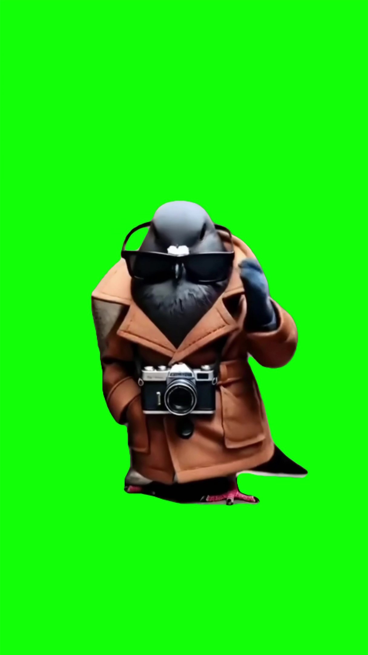 spijuniro golubiro green screen