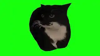 Spinning Cat Dingus the Cat Green Screen