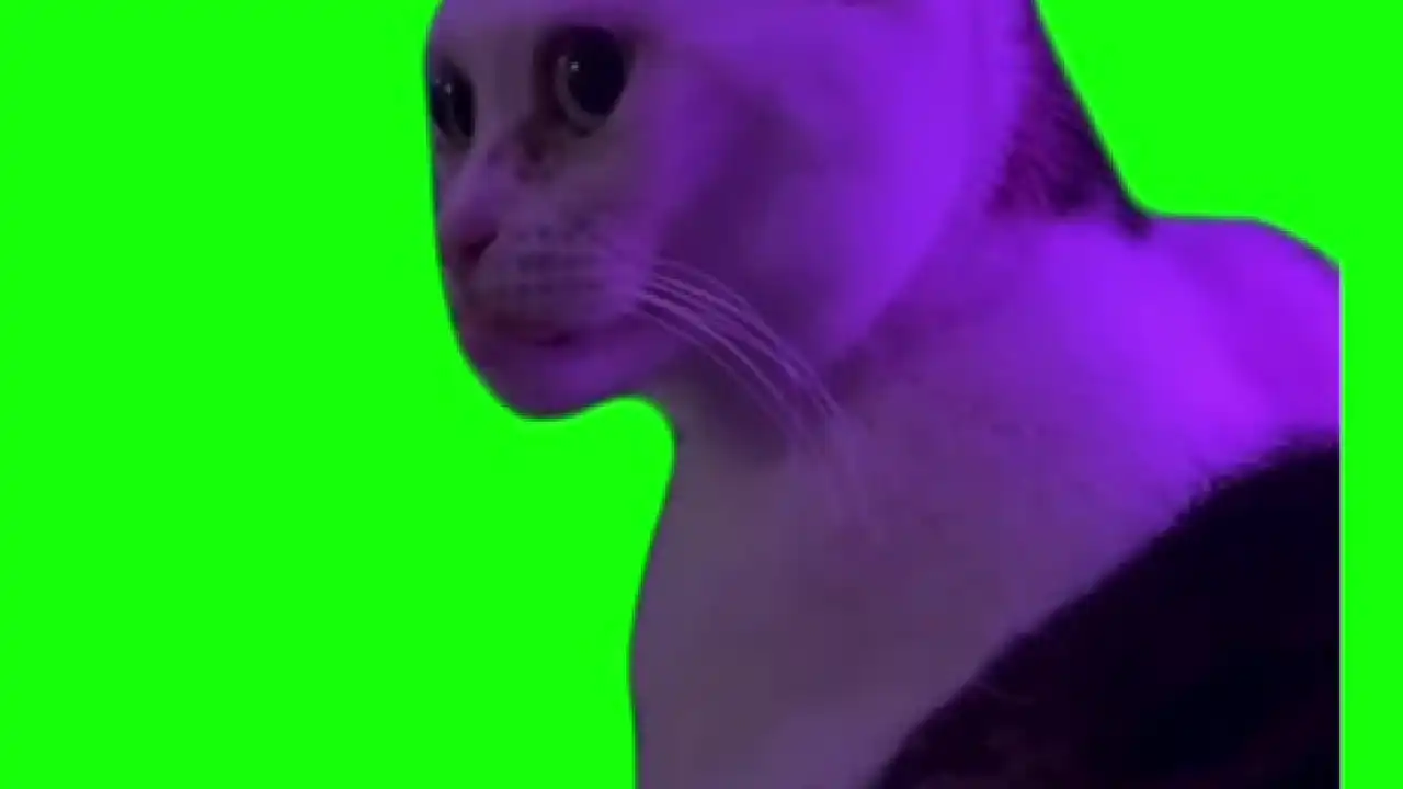 Staring cat meme Green Screen