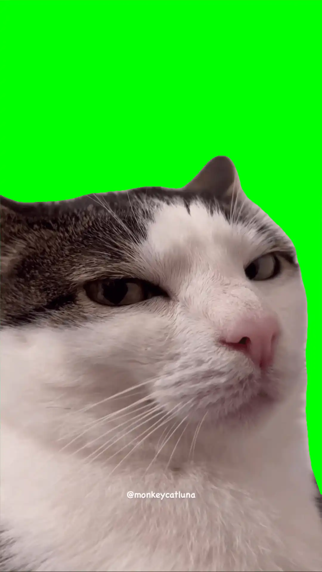 Sus look green screen