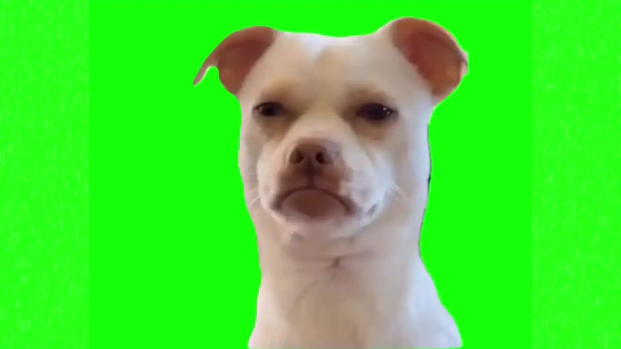 Suspicious dog looking meme green screen