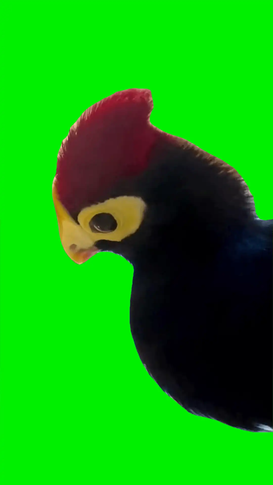 Talking bird meme green screen