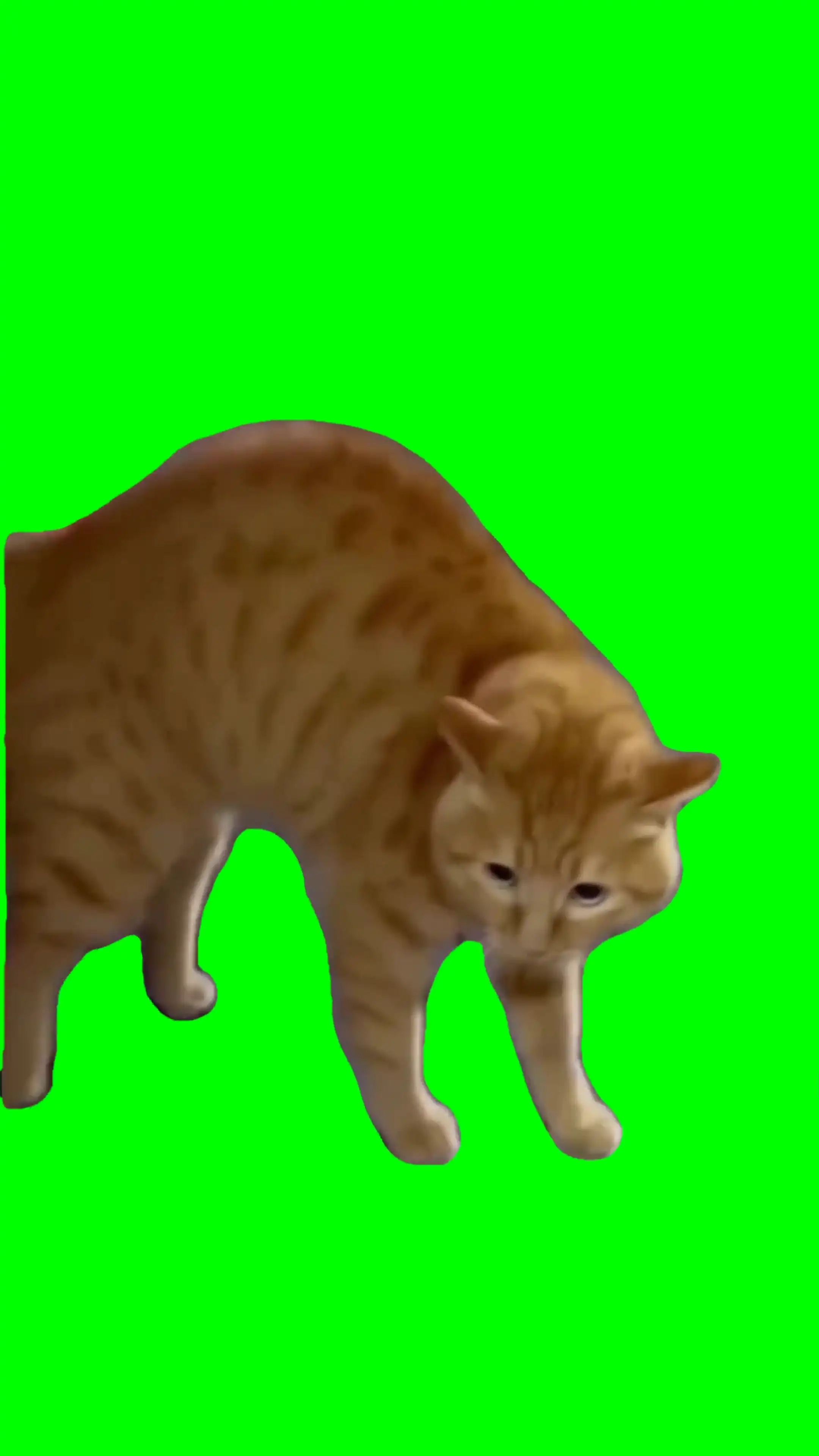 Talking Cat Green Screen Meme