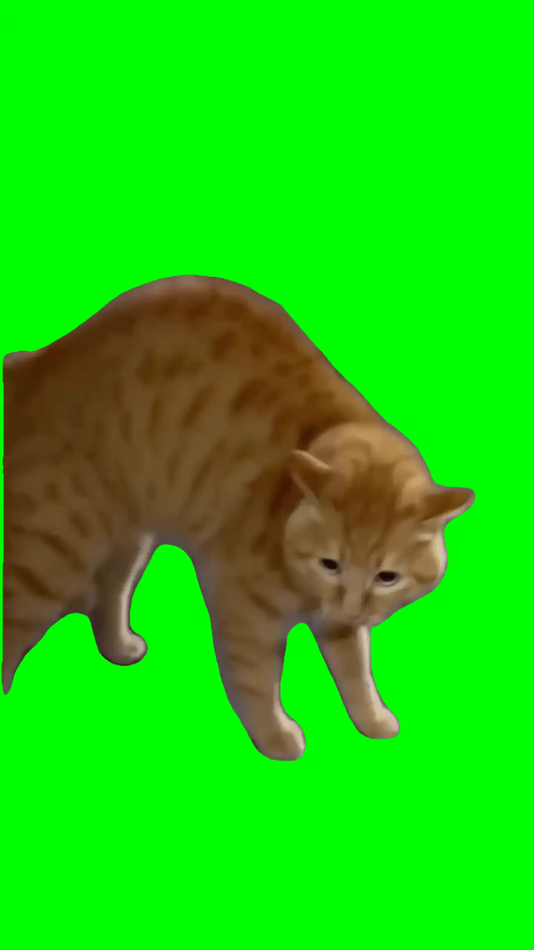 Talking Cat Meme green screen