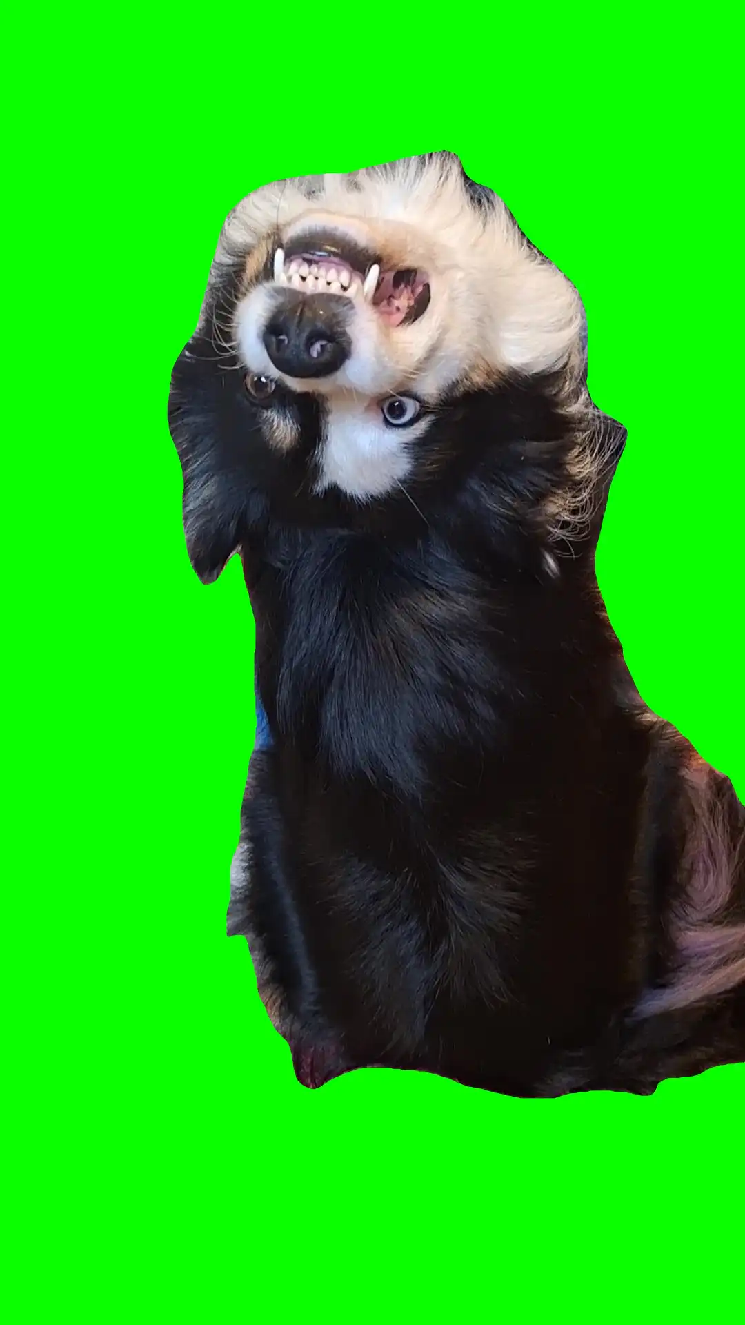 Talking dog meme green screen