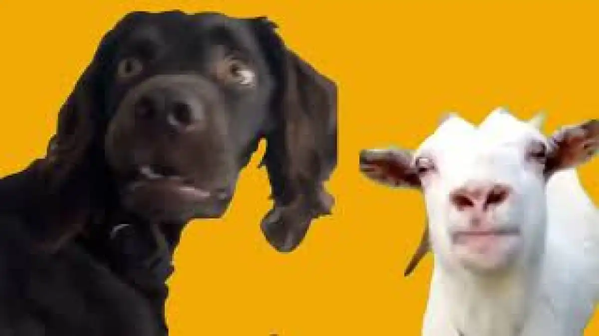 Talking Goat Meets Listening Dog Meme