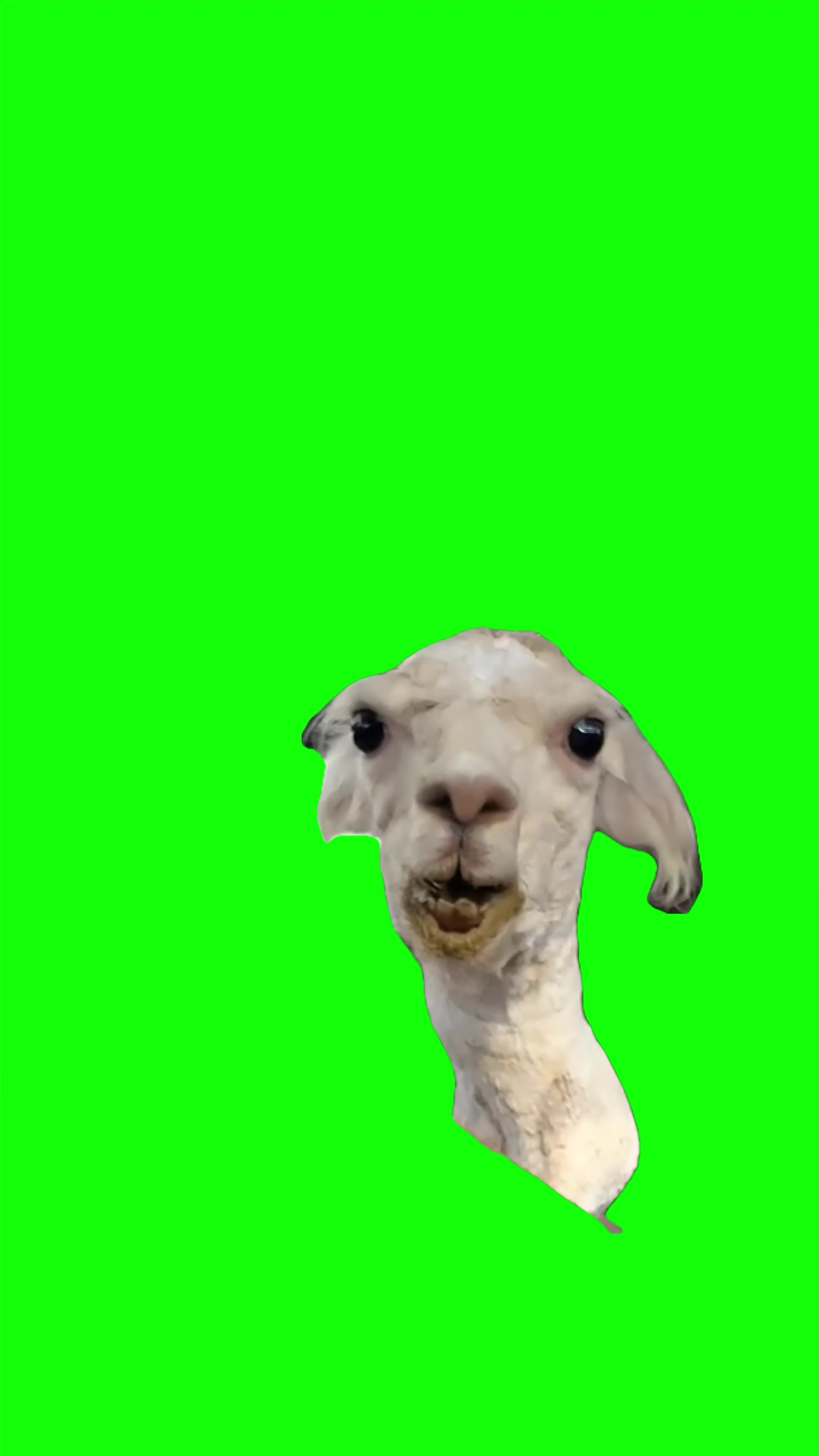 talking goat meme Green Screen