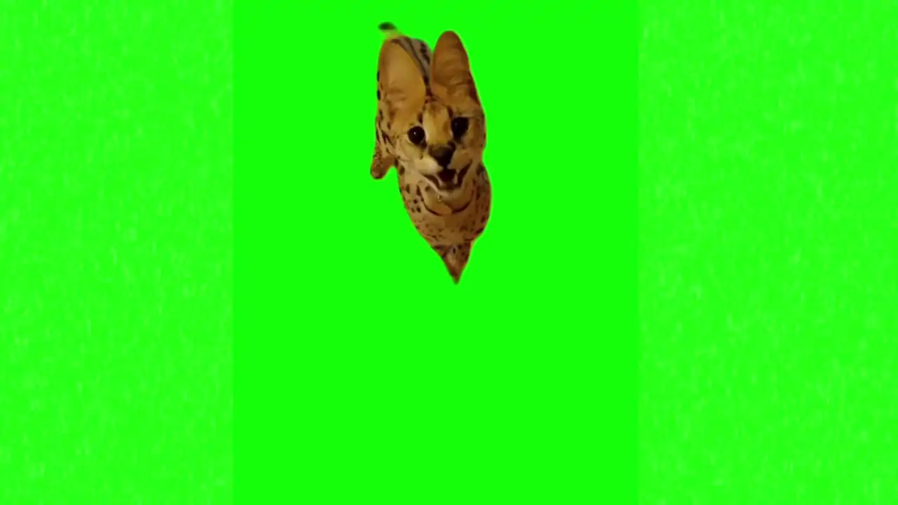 Talking orange rare cat meme green screen