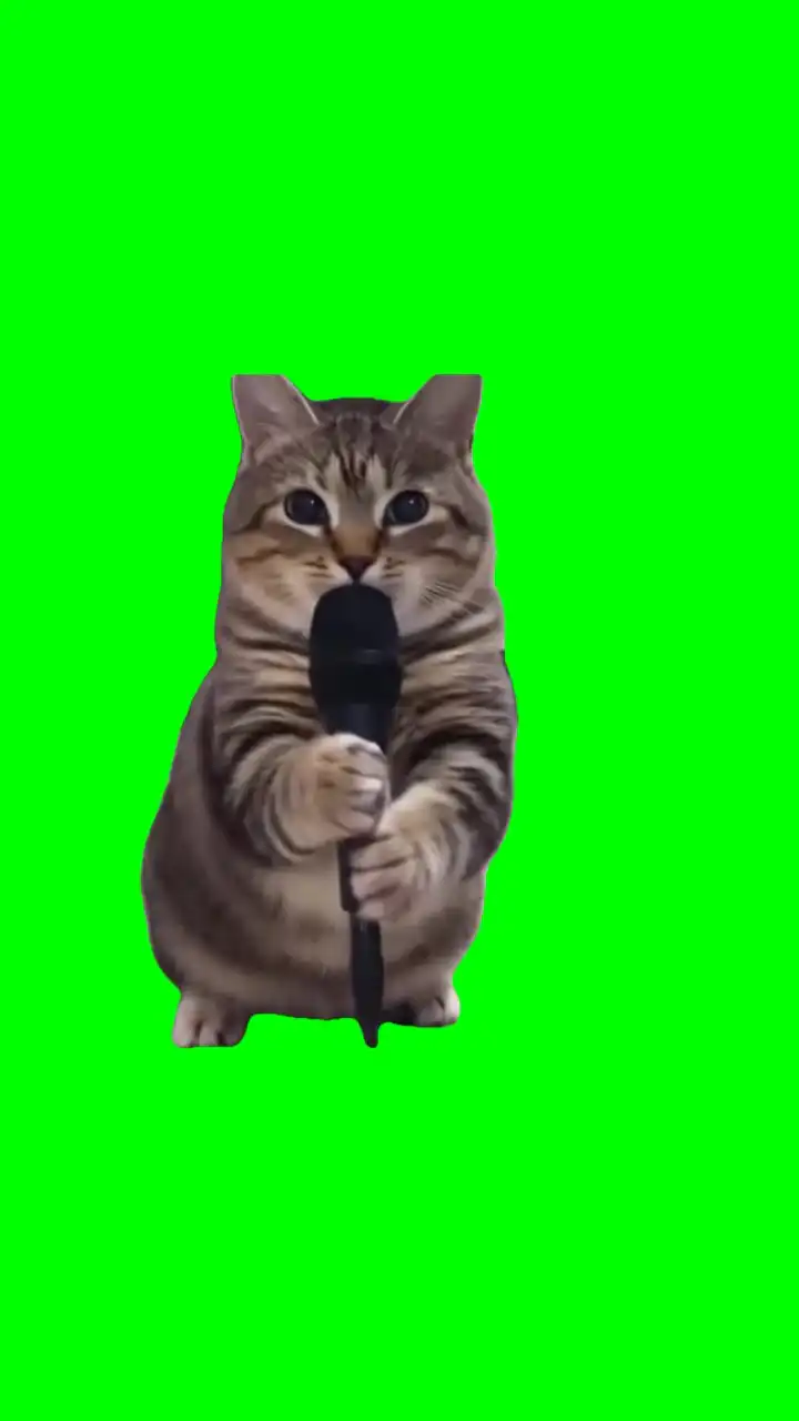 They not like us ooiiaa cat version Meme Green Screen