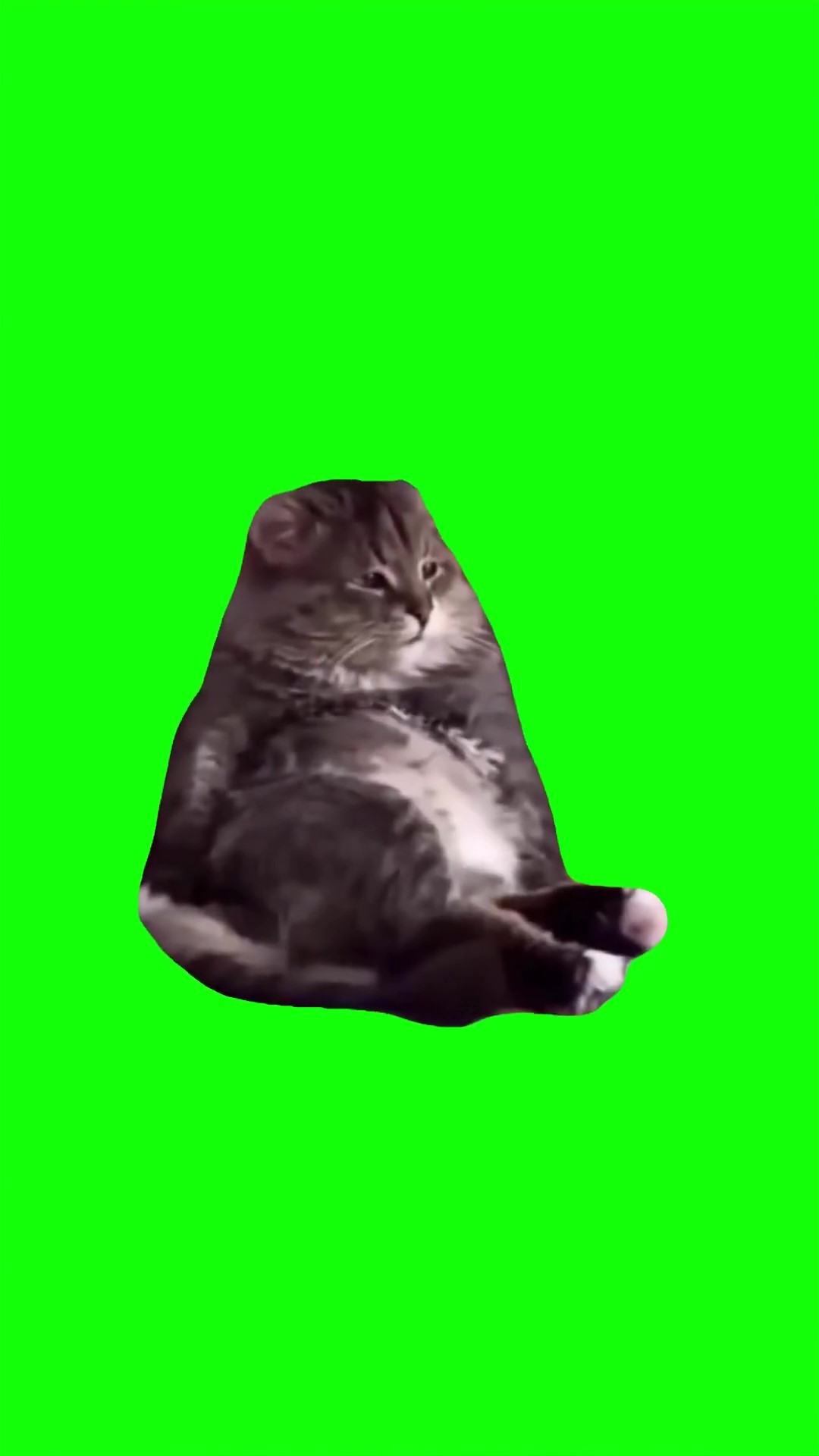 Tired cat looking Green Screen Meme