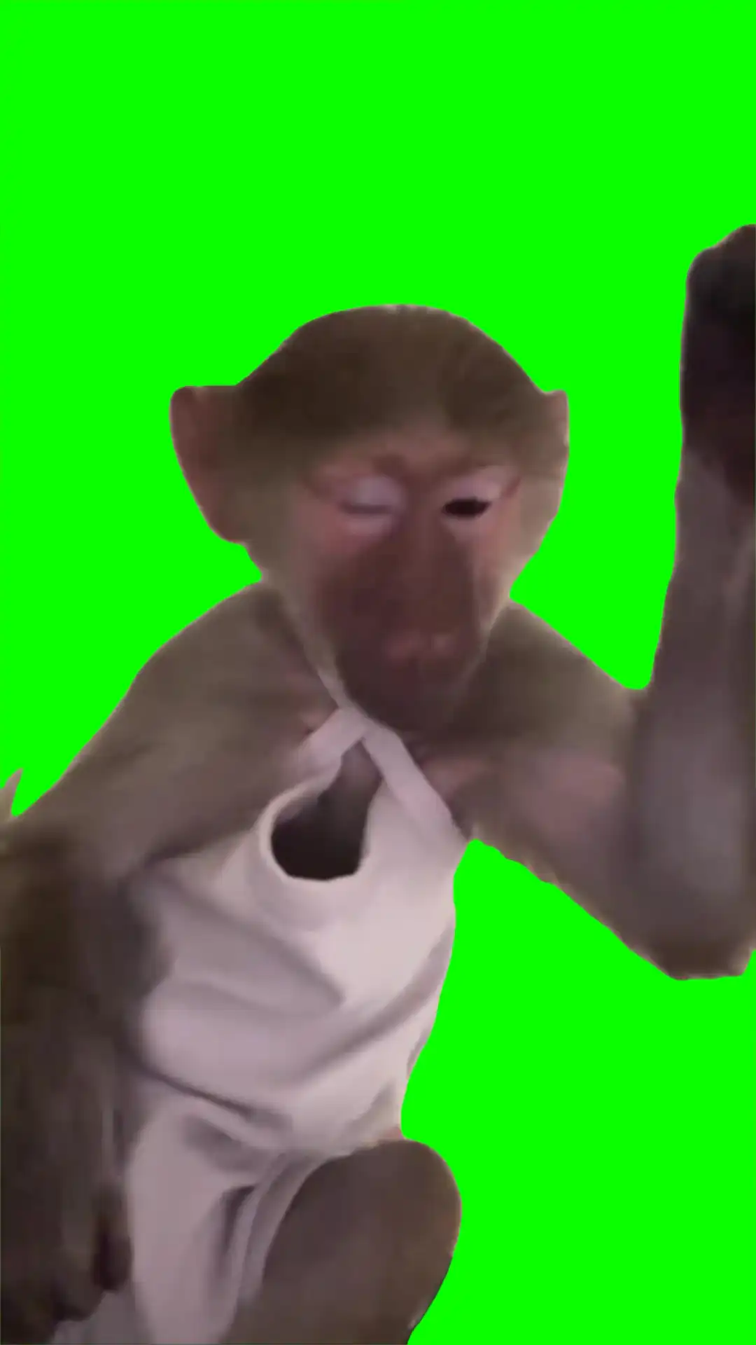 Tired monkey green screen