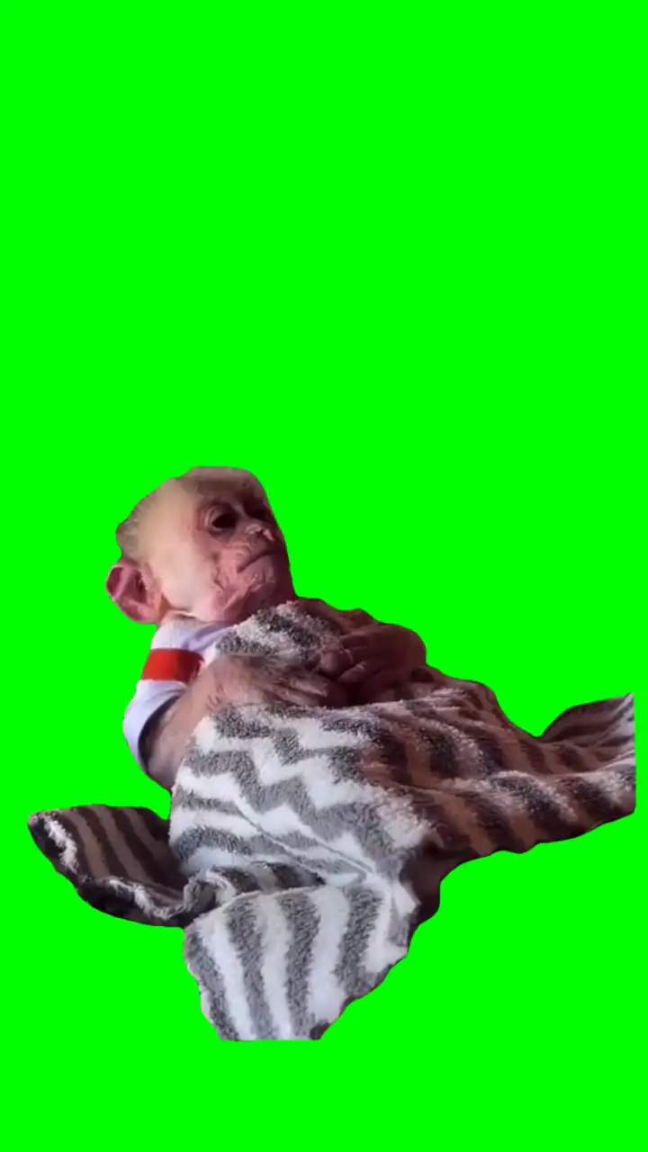 Tired Monkey Meme Green Screen