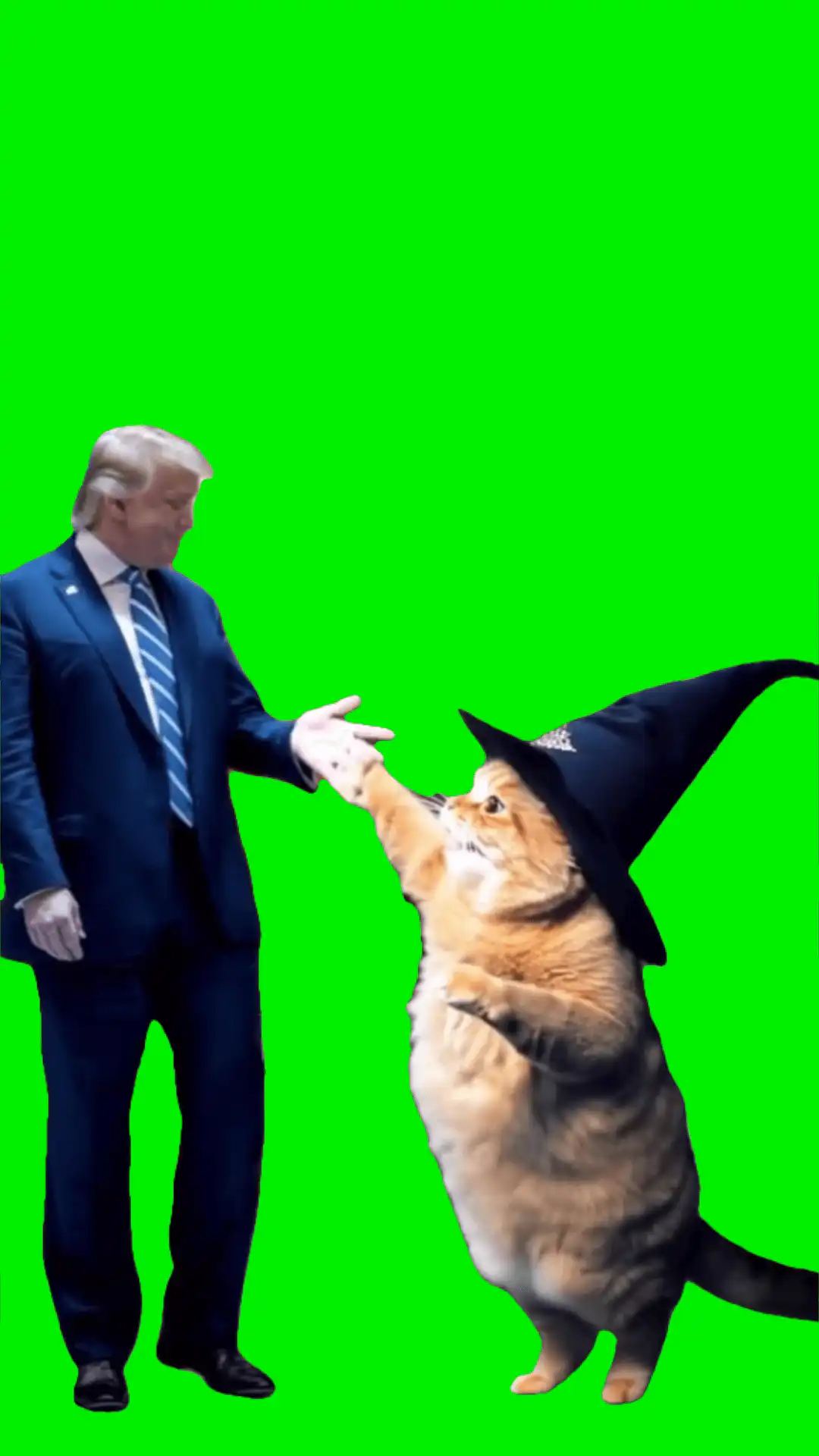 Trump with wizard cat Meme Green Screen