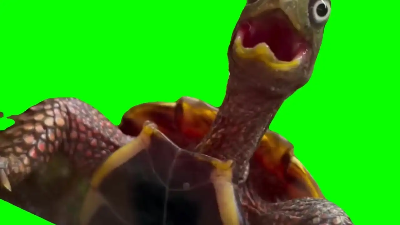 Turtle with big eyes Green screen