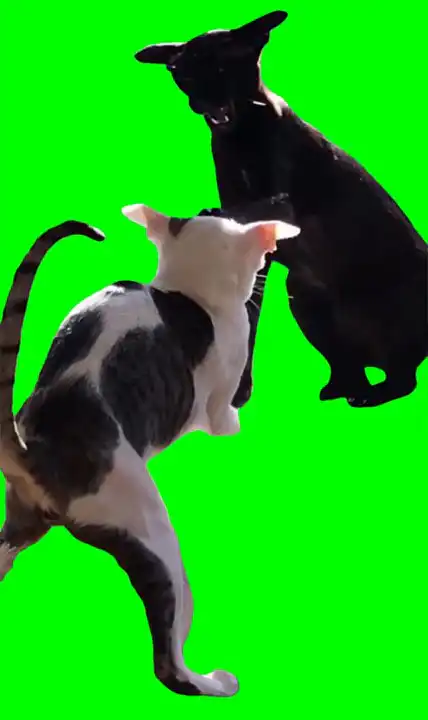 Two cats fighting Meme Green Screen