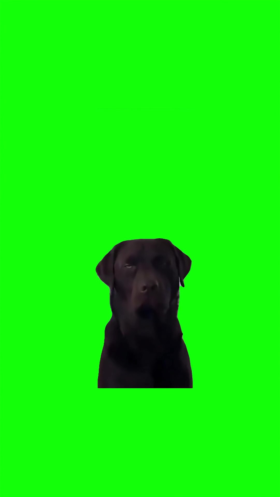Unimpressed dog Green Screen Meme