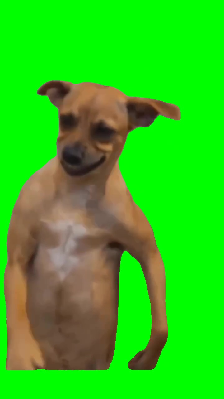 Usher usher dog Green Screen Meme