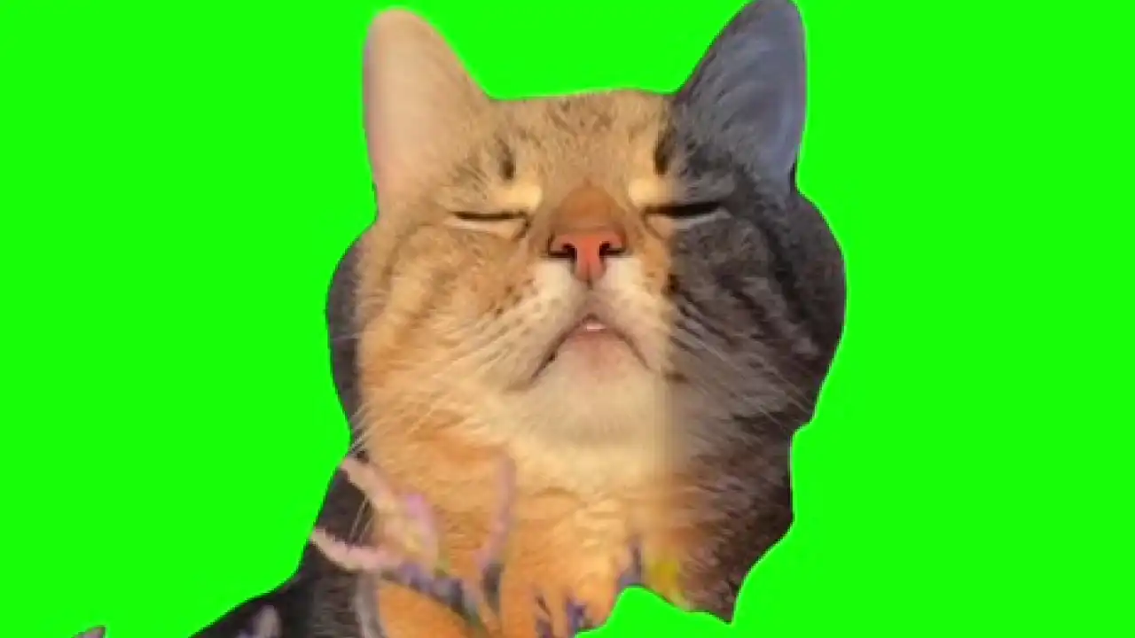 Vibing Cat Meme Green screen