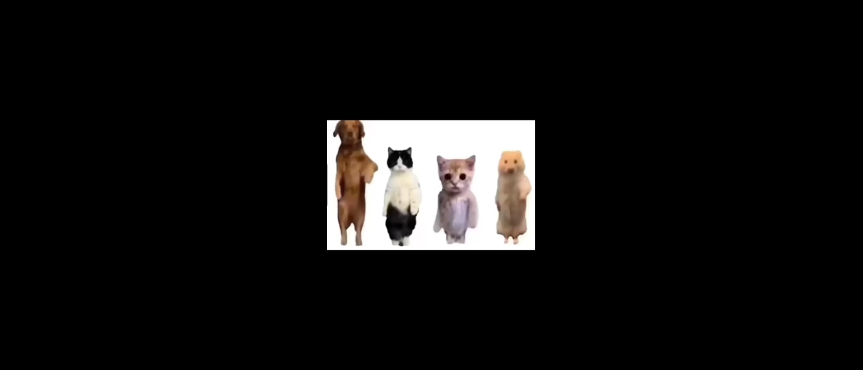 Viral Cat Dancing Meme Template Video