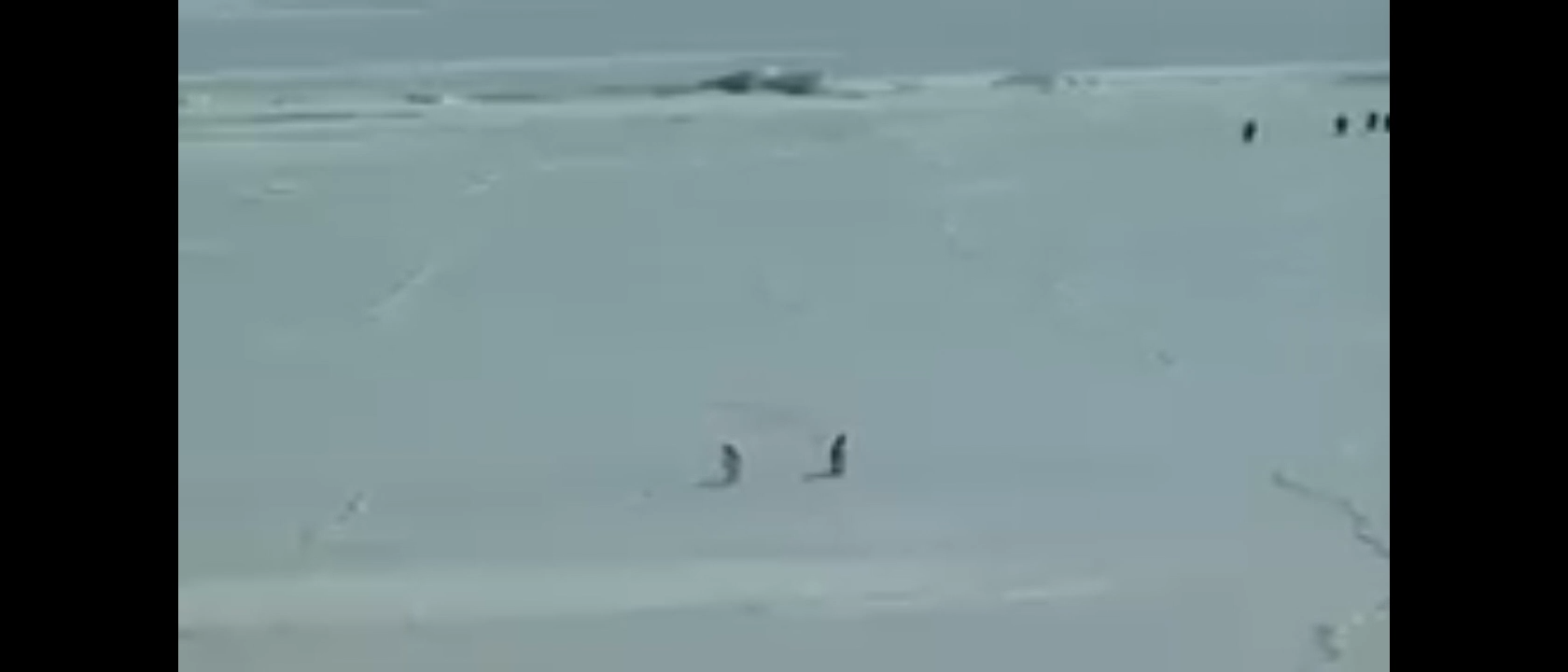 Viral Deranged Penguin Meme Video