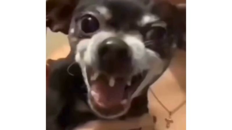 Viral Dog Laughing Instagram Meme Video