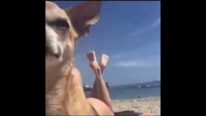 Viral Youtube Funny Meme Video